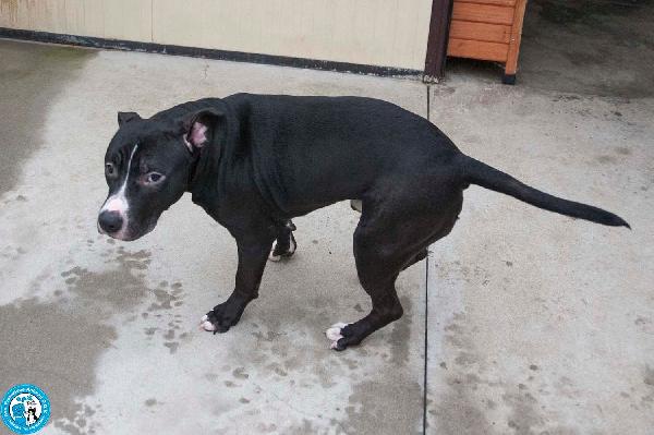 Ade, un nome come tanti. Una storia che merita un finale diverso. Foto 2